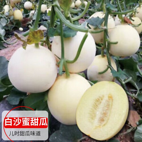 超甜早熟白凤白沙蜜甜瓜西瓜四季春季可盆栽菜园蔬菜水果种子籽孑 - 图0