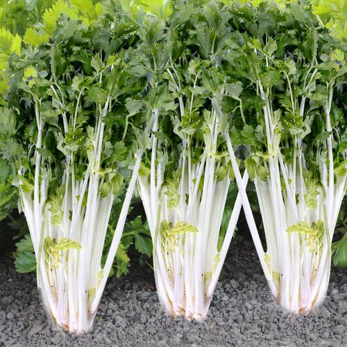 白芹菜彩芹菜小香芹西芹四季春夏秋冬季菜园盆栽好吃蔬菜种子籽孑 - 图2