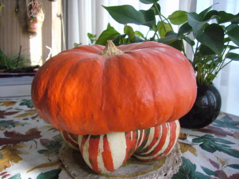 香炉贝贝贵族秘本蜜本甜瓜西瓜南瓜种子蔬菜种子种苗秧苗种籽种孑,淘宝优惠券,粉丝福利购,淘宝优惠卷