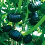 Аутентичная академия сельскохозяйственных наук Beibei Nanson Seed Green Beibei Семена тыквы Puquan Chellania Spring Spring Four Seasons Four Seasons