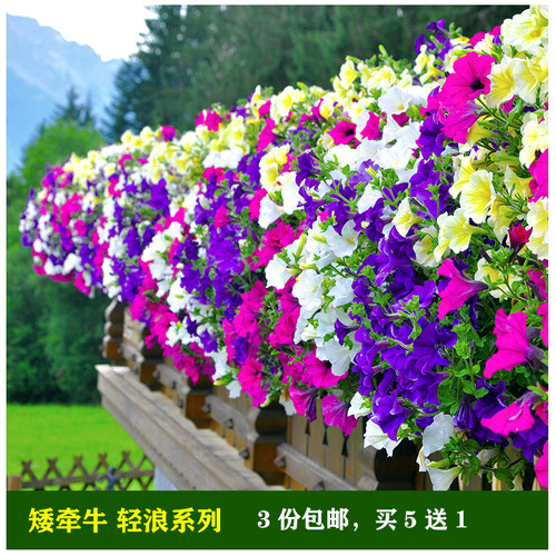 H美国泛美进口垂吊篮超级矮牵牛花苗盆栽轻浪系列种子室内外四季 - 图0