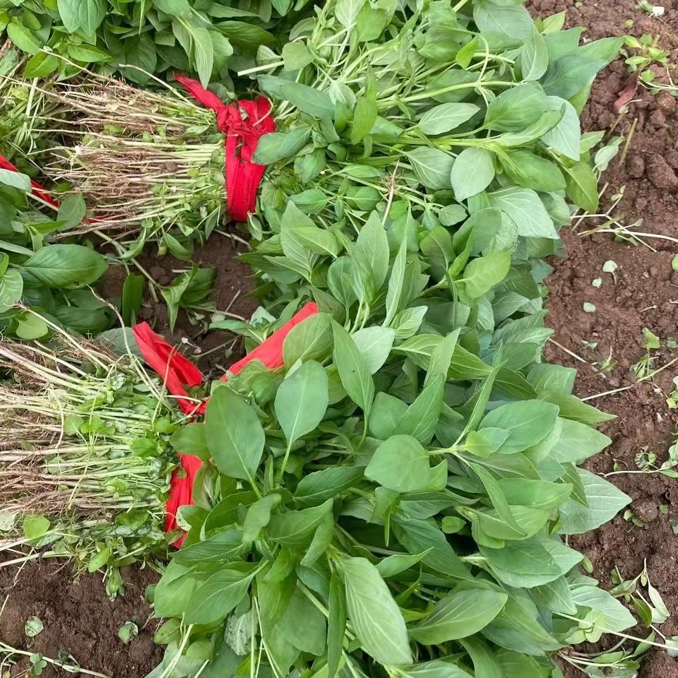 特大叶荆芥特色菜中药香草四季可盆栽春季农家田园蔬菜种子籽孑-图1