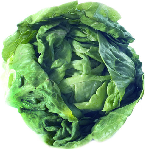 翡翠结球生菜四季春夏秋冬季可盆栽好吃耐热耐寒蔬菜种子籽种孑 - 图3