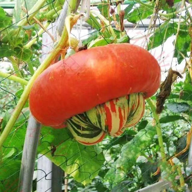 香炉贝贝贵族秘本蜜本甜瓜西瓜南瓜种子蔬菜种子种苗秧苗种籽种孑,淘宝优惠券,粉丝福利购,淘宝优惠卷