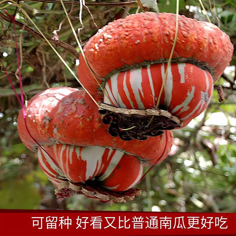 香炉贝贝贵族秘本蜜本甜瓜西瓜南瓜种子蔬菜种子种苗秧苗种籽种孑,淘宝优惠券,粉丝福利购,淘宝优惠卷