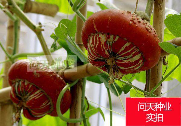 香炉贝贝贵族秘本蜜本甜瓜西瓜南瓜种子蔬菜种子种苗秧苗种籽种孑,淘宝优惠券,粉丝福利购,淘宝优惠卷