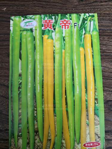 香辣型皇帝黄色线椒朝天椒辣椒杭椒四季春季好吃盆栽蔬菜种子孑 - 图2