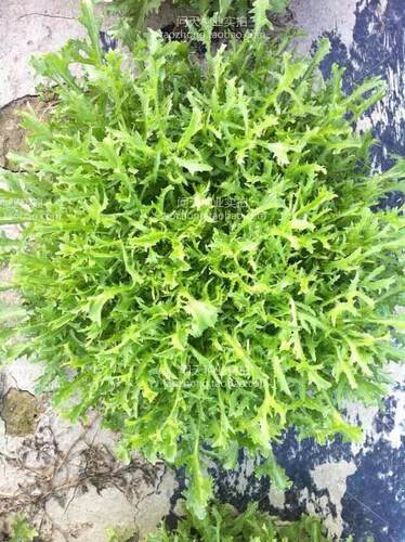 苦苣种子大全农家苦菊菜籽种蔬菜种孑苦苣菜种籽春秋冬季四季菜籽 - 图2