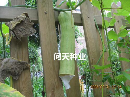 巨型砍瓜种子砍后继续生长想吃多少砍多少四季春季蔬菜种子籽孑 - 图1
