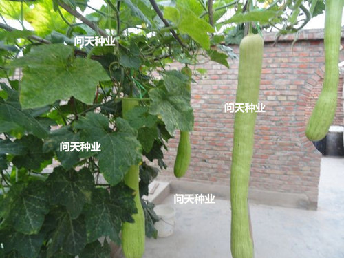 巨型砍瓜种子砍后继续生长想吃多少砍多少四季春季蔬菜种子籽孑 - 图2