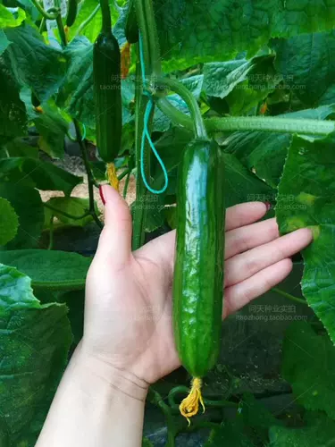 Shouguang Овощный вкус -это хороший высокооборотный голландский 8316 Семена фруктов огурца четыре сезона, чтобы съесть весенние саженцы