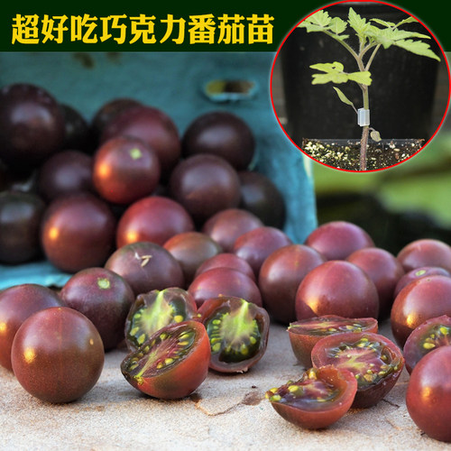 传家宝千禧樱桃番茄西红柿苗圣女果阳台盆栽四季蔬菜种子籽孑秧苗 - 图0