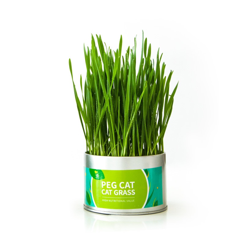 铁憨憨懒人猫草罐头猫咪零食排出毛球方便种植小麦猫草替换装种子