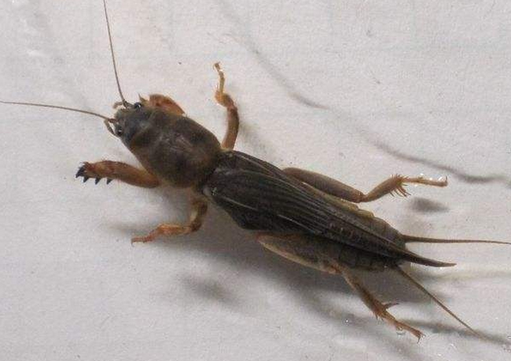 野生蝼蛄活体 蝼蛄鲜活 蝼蛄中药鸣虫拉拉蛄鸟食土狗子蝲蝲蛄包活