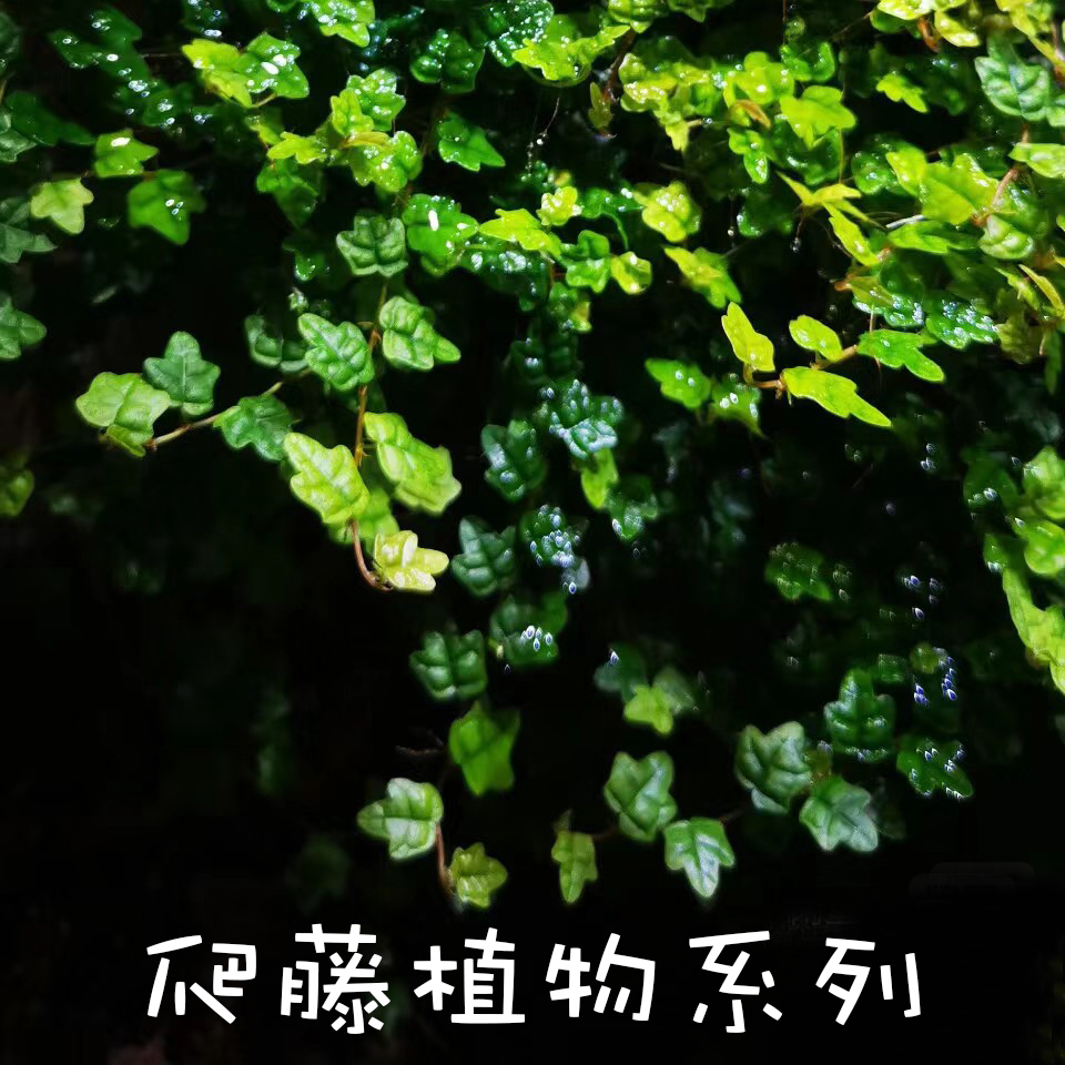 网红迷你小叶掌叶霹雳 可攀爬藤本植物 雨林水陆造景假山附生绿植 - 图0