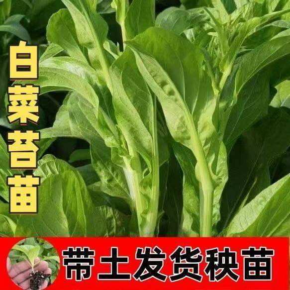 【新品上市】广州白菜苔苗芽多多叶清甜四季种多次采菜心苗易活,淘宝优惠券,粉丝福利购,淘宝优惠卷