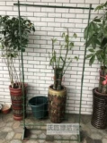 Садовые кронштейны, перголы, огурцы, люфа, фасоль, специальные кронштейны для горшечных растений, трубы с пластиковым покрытием.