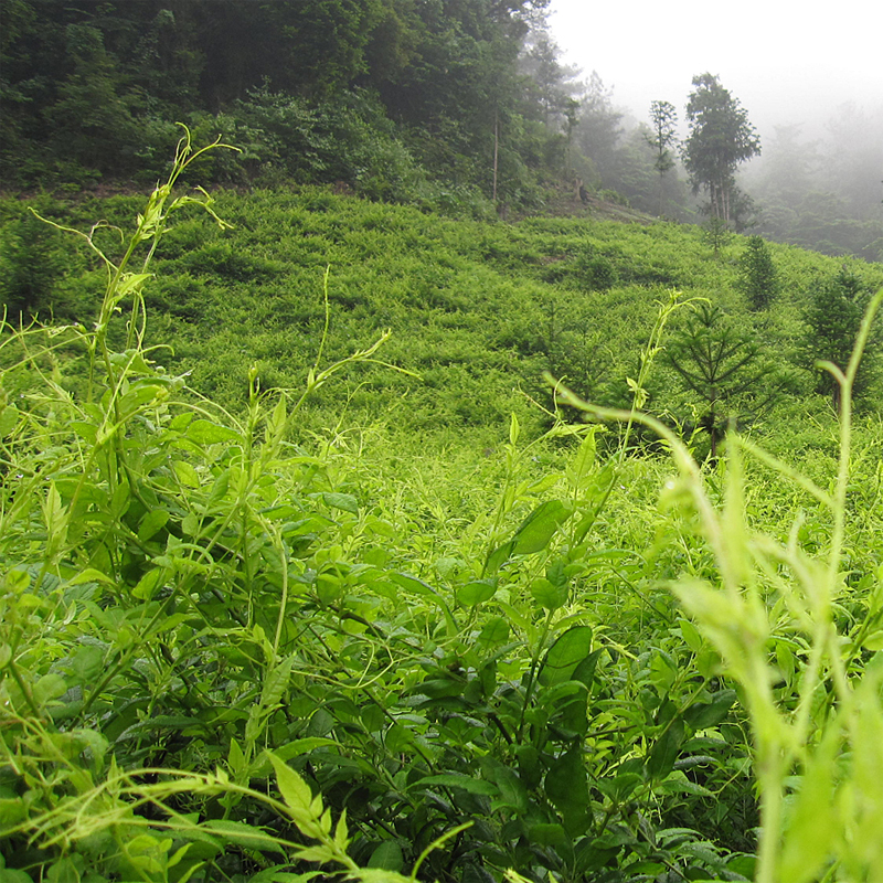 湘更香湘巧张家界莓茶龙须嫩芽尖正品湖南土家梅霉茶罗塔坪长藤茶 - 图2