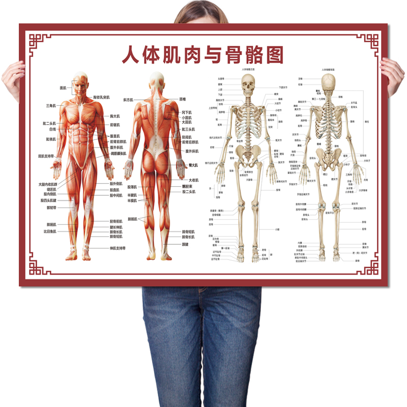 人体骨骼图挂图器官内脏结构图海报脊柱图解肌肉分布解剖图挂画 - 图3