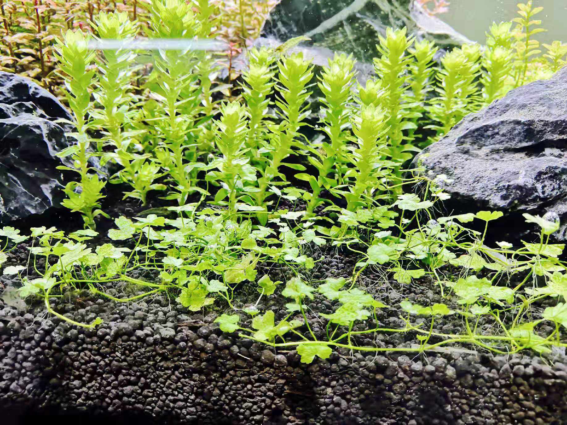 鱼缸活体水草坨草中景后景荷兰景紫丁香红宫廷夕烧红蝴蝶绿宫廷绿 一个自然水族绿植造景工作室 淘优券