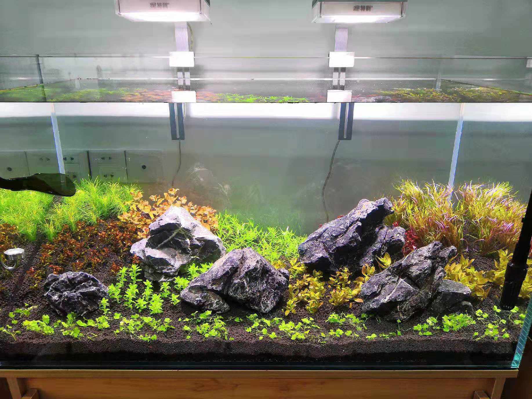 鱼缸活体水草坨草中景后景荷兰景紫丁香红宫廷夕烧红蝴蝶绿宫廷绿 一个自然水族绿植造景工作室 淘优券