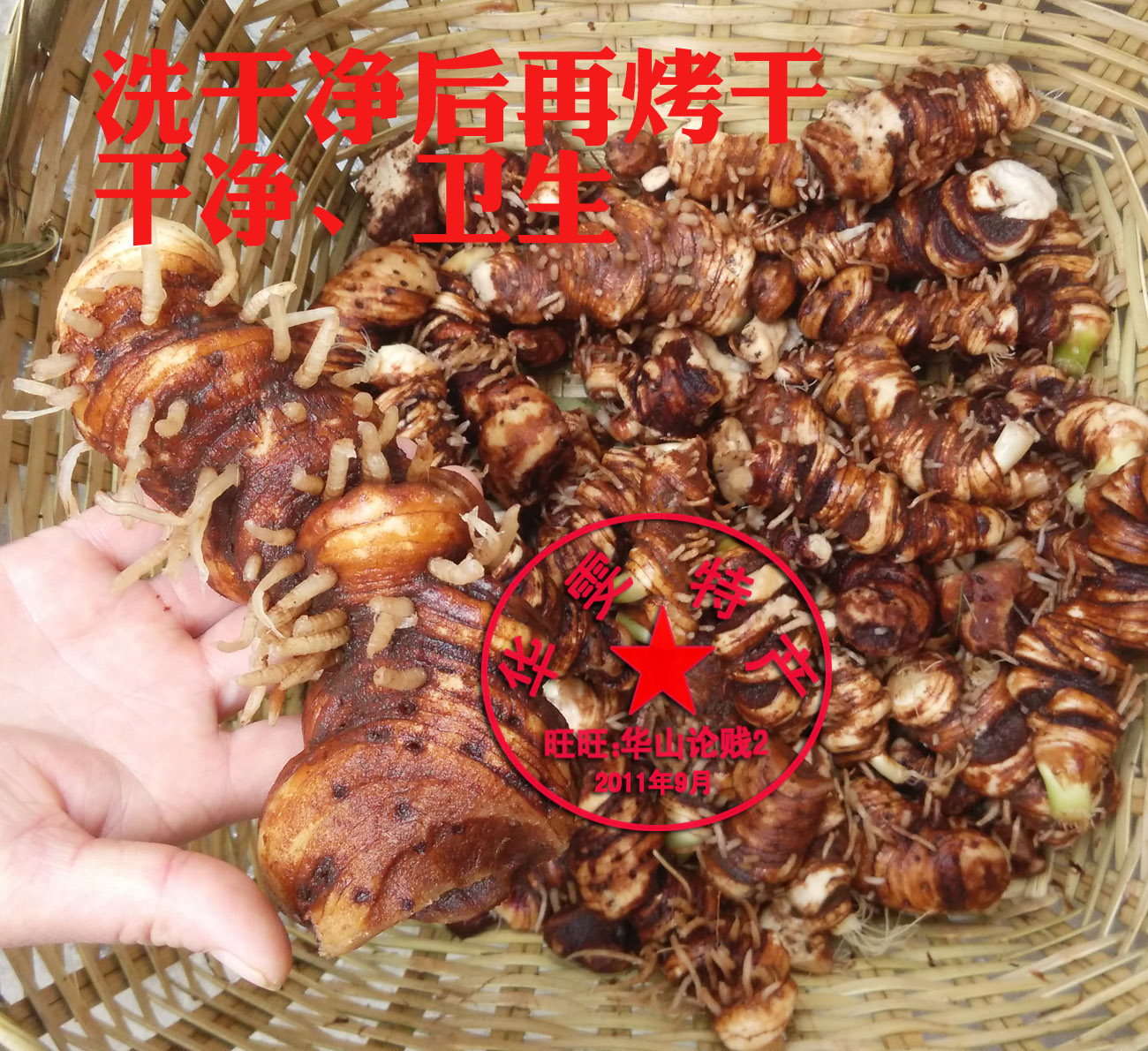 重楼干货七叶一枝花七叶莲七叶一枝莲华重楼七叶楼铁灯台包邮500g