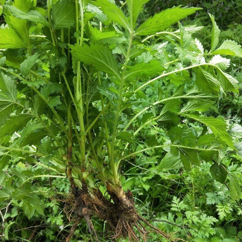 仙鹤草苗龙牙草苗脱力草盆栽药材新鲜仙鹤草带土发货-图0