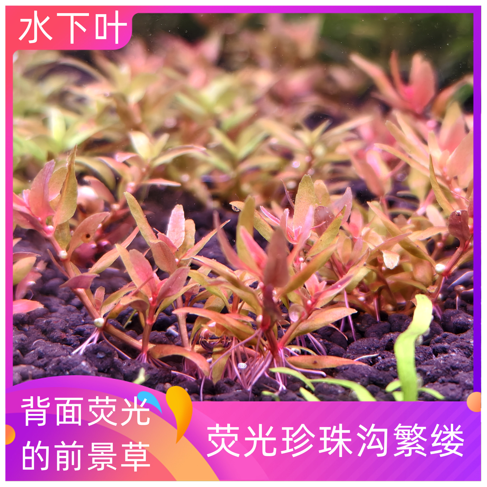 荧光珍珠沟繁缕新品高端前景水下叶水草变异新品菜园子荷兰景