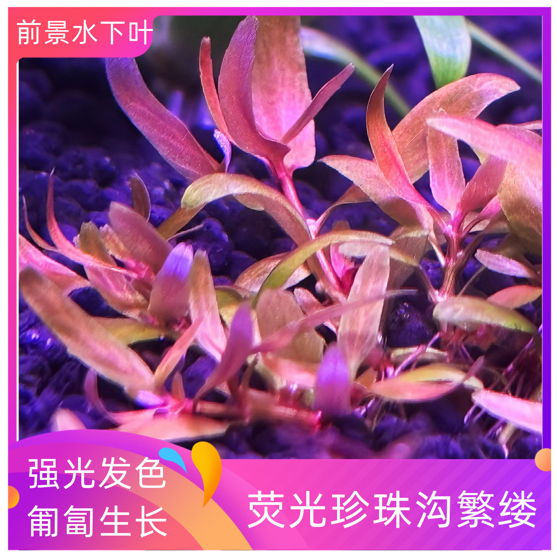 荧光珍珠沟繁缕新品高端前景水下叶水草变异新品菜园子荷兰景