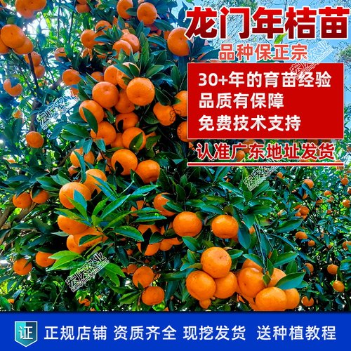 年桔苗广东龙门甜年桔苗应节春节新年还神拜神用年桔果树苗 - 图2