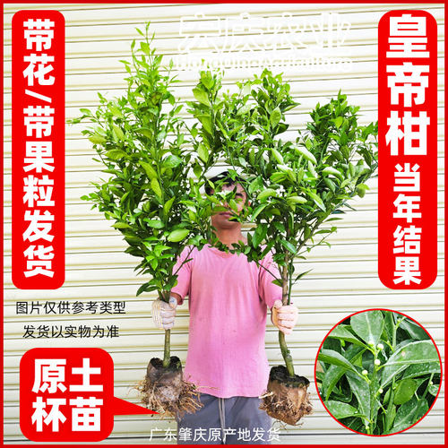皇帝柑树苗正宗广东德庆贡柑嫁接高产甘甜皮薄原产地果树苗 - 图0