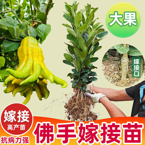 嫁接佛手苗广东高产佛手柑苗金佛手果苗香橼观赏药材盆栽地栽果苗 - 图1
