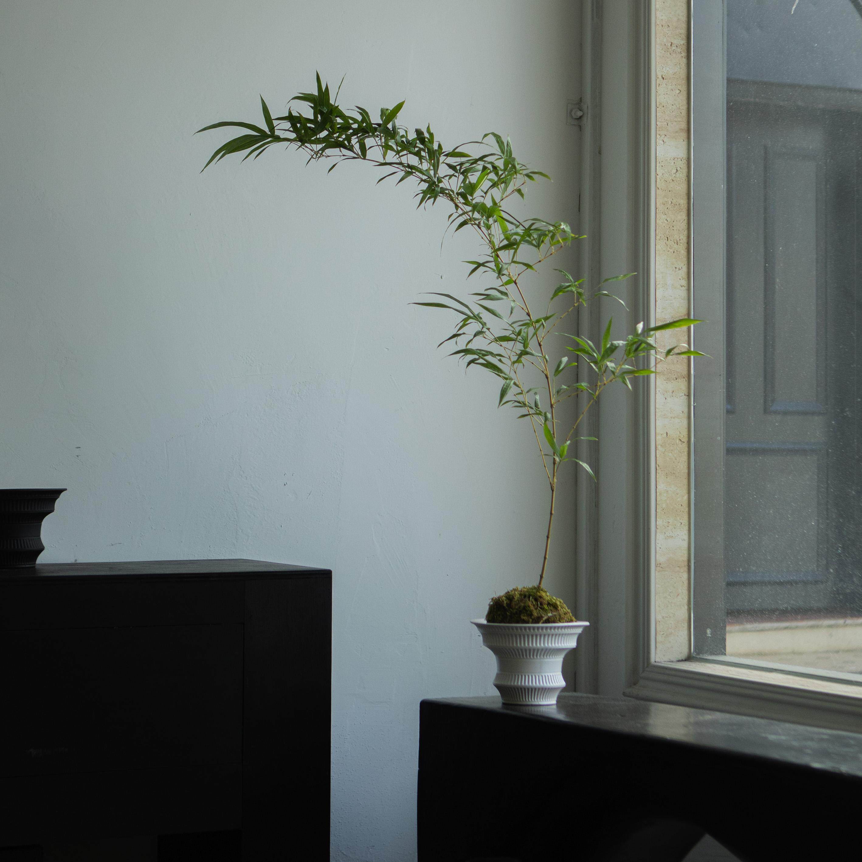 诗与自然 金丝竹子中式禅意风格绿植茶桌书房植物盆景小众景观,淘宝优惠券,粉丝福利购,淘宝优惠卷