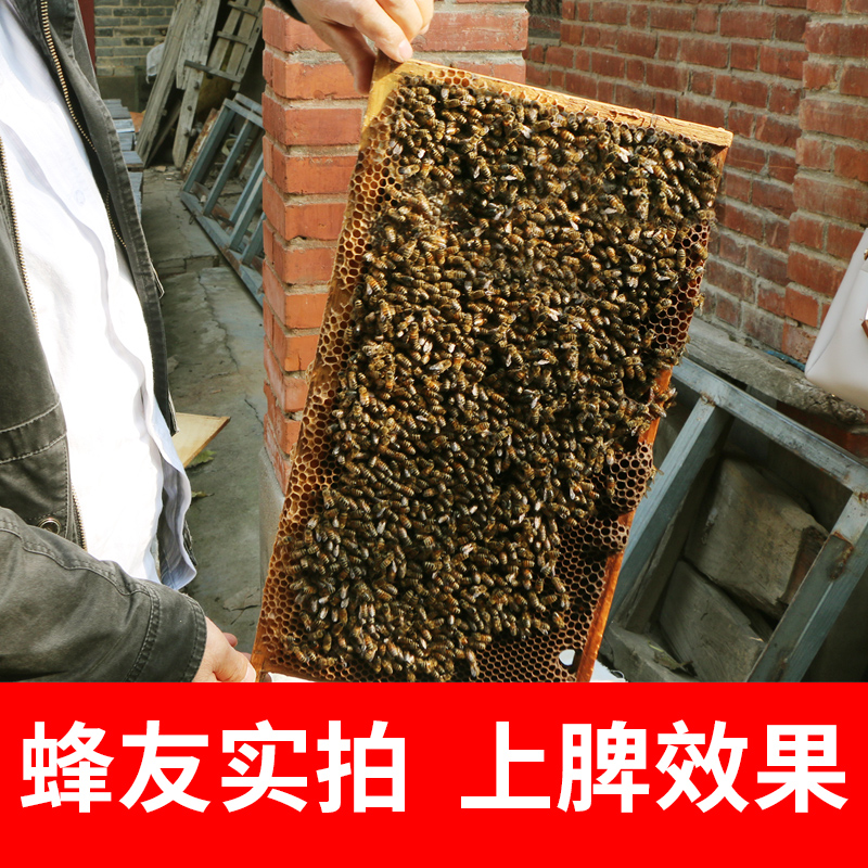 八千带框巢础成品杉木巢框巢脾中蜂意蜂巢基蜜蜂巢框养蜂工具蜂箱