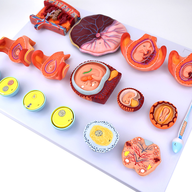 ENOVO颐诺受精与早期胚胎发育过程模型 组织胚胎教学示教模型 胚 - 图0