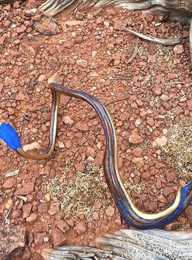 水晶魔术棒涡流木头手杖家居摆件