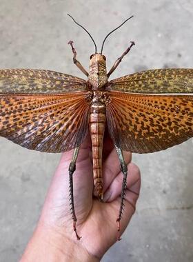 蚱蜢真正橙色翅膀昆虫装饰摆件