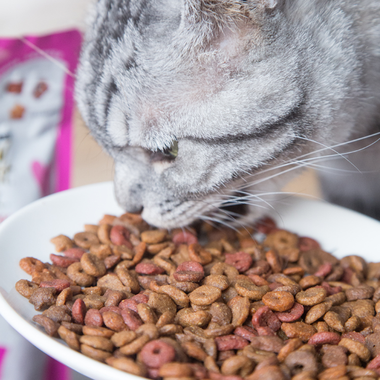 仁可 珍致喵脆之吻洁齿猫咪零食饼干鸡肉鱼肉牛肉成猫营养磨牙60g - 图2