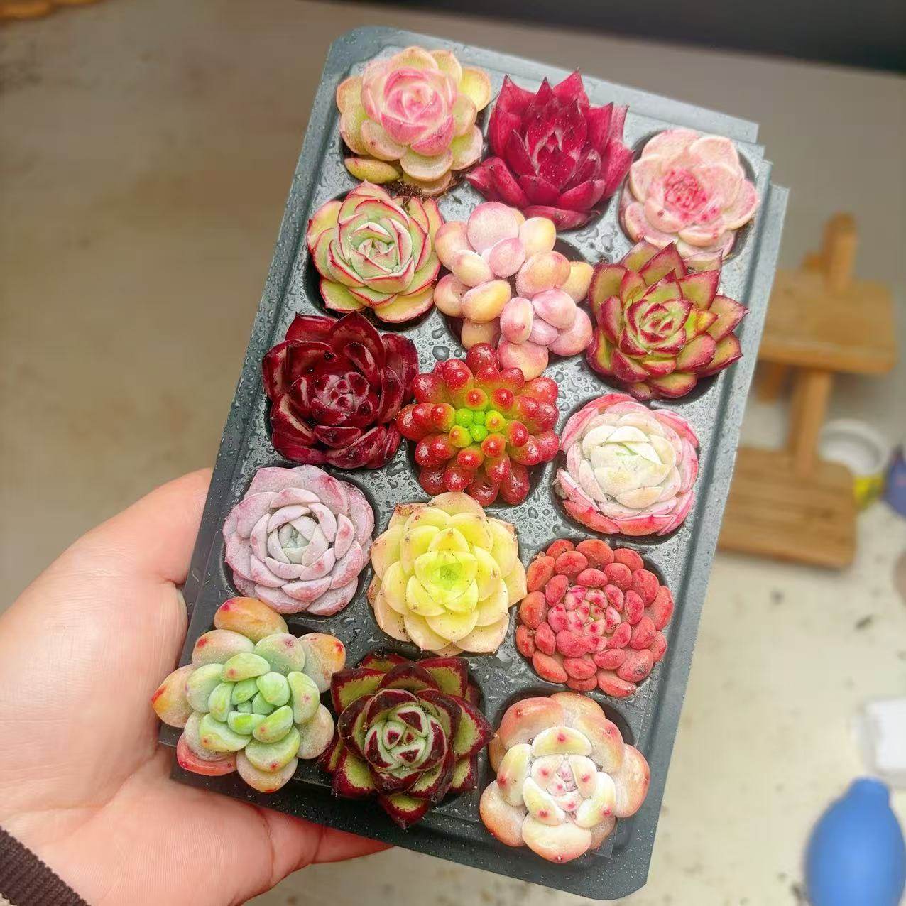 【129号套餐】套餐2-3厘米15颗多肉植物组合多肉带托盘,淘宝优惠券,粉丝福利购,淘宝优惠卷