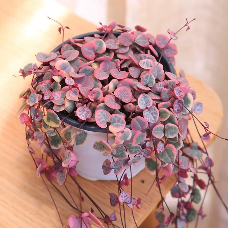 爱之蔓多肉吊兰室内阳台好养活的花卉盆栽绿植,淘宝优惠券,粉丝福利购,淘宝优惠卷