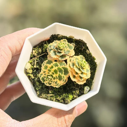 亚特兰蒂斯玫瑰多肉植物绿植盆栽 - 图0