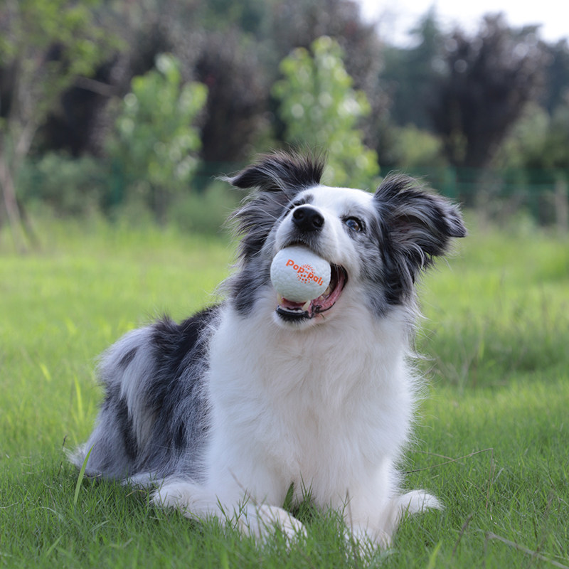 GiGwi贵为爆爆球狗狗玩具弹力球飞盘玩具磨牙耐咬解闷,淘宝优惠券,粉丝福利购,淘宝优惠卷