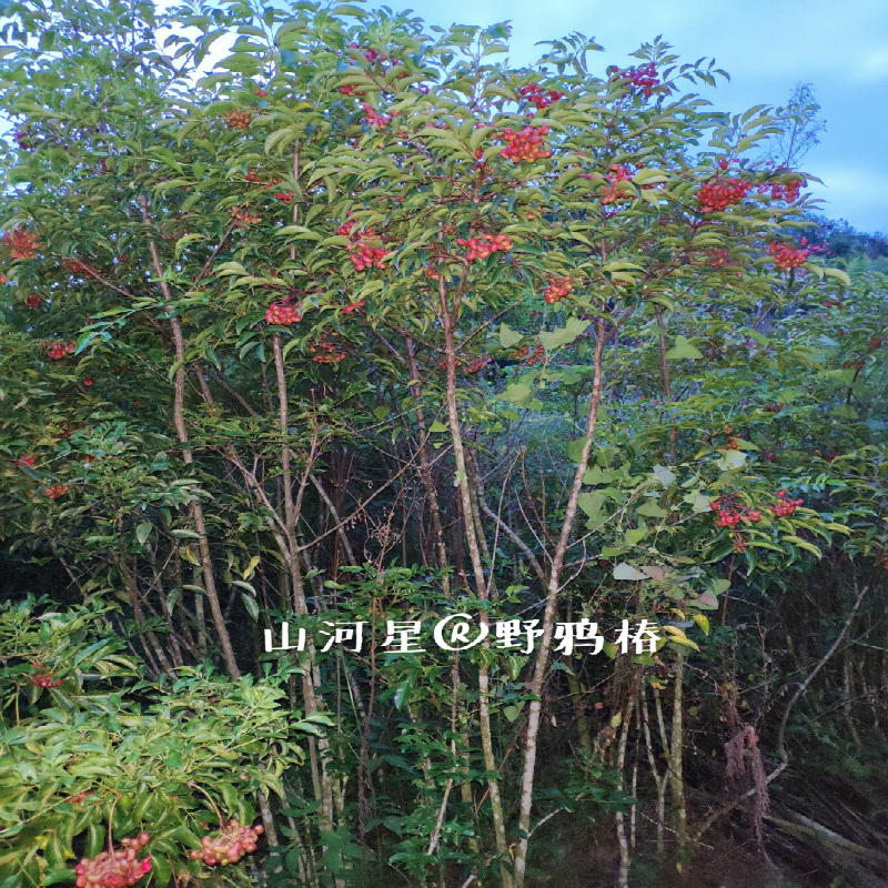 福建三明清流圆齿野鸦椿野鸭椿树苗木种子睛草土鸡胫花鸡腱花 - 图2