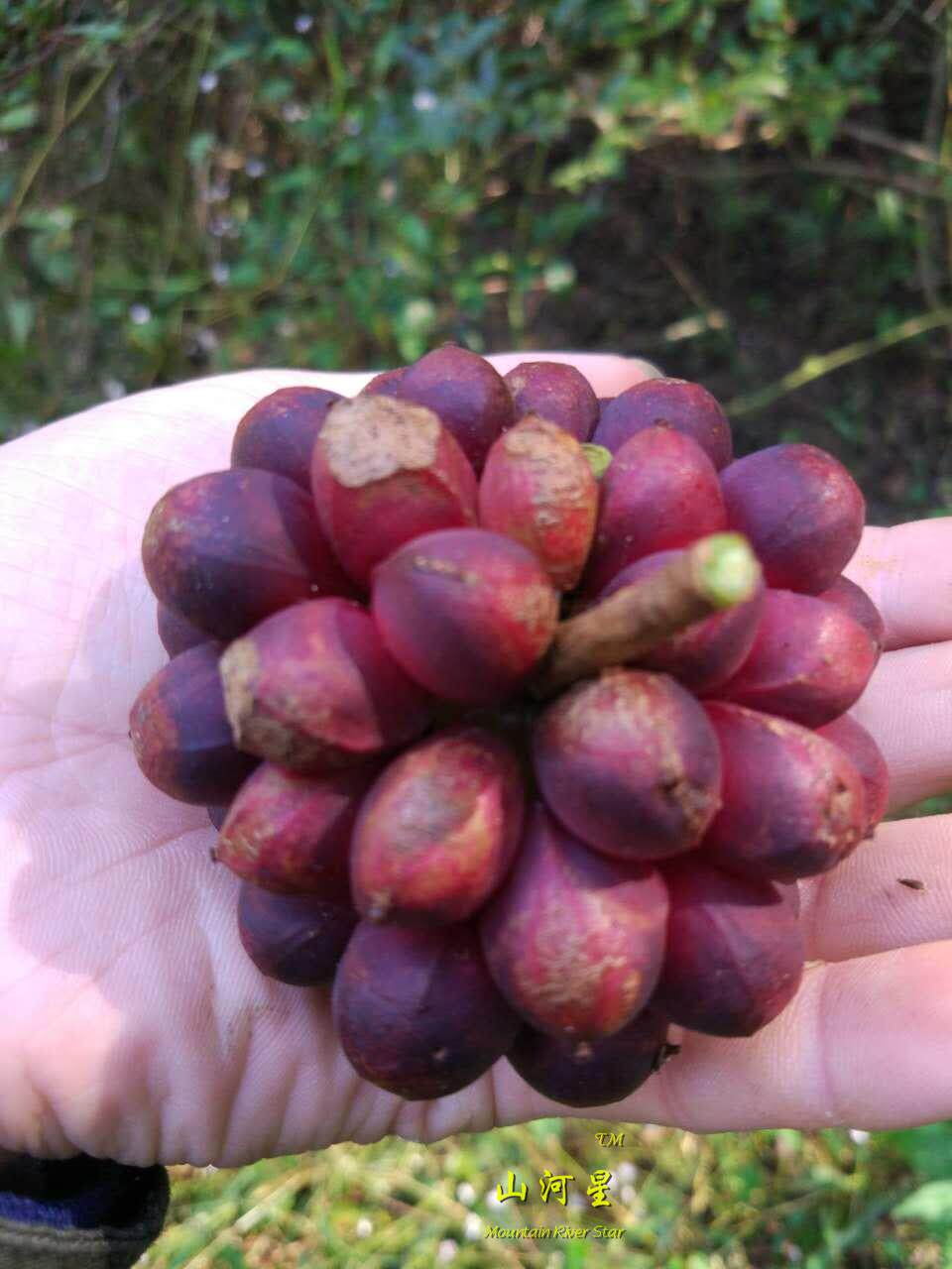 新鲜野生水果草土 黑老虎牛大力果 酒饭团布福娜菠萝葡萄释迦摩尼