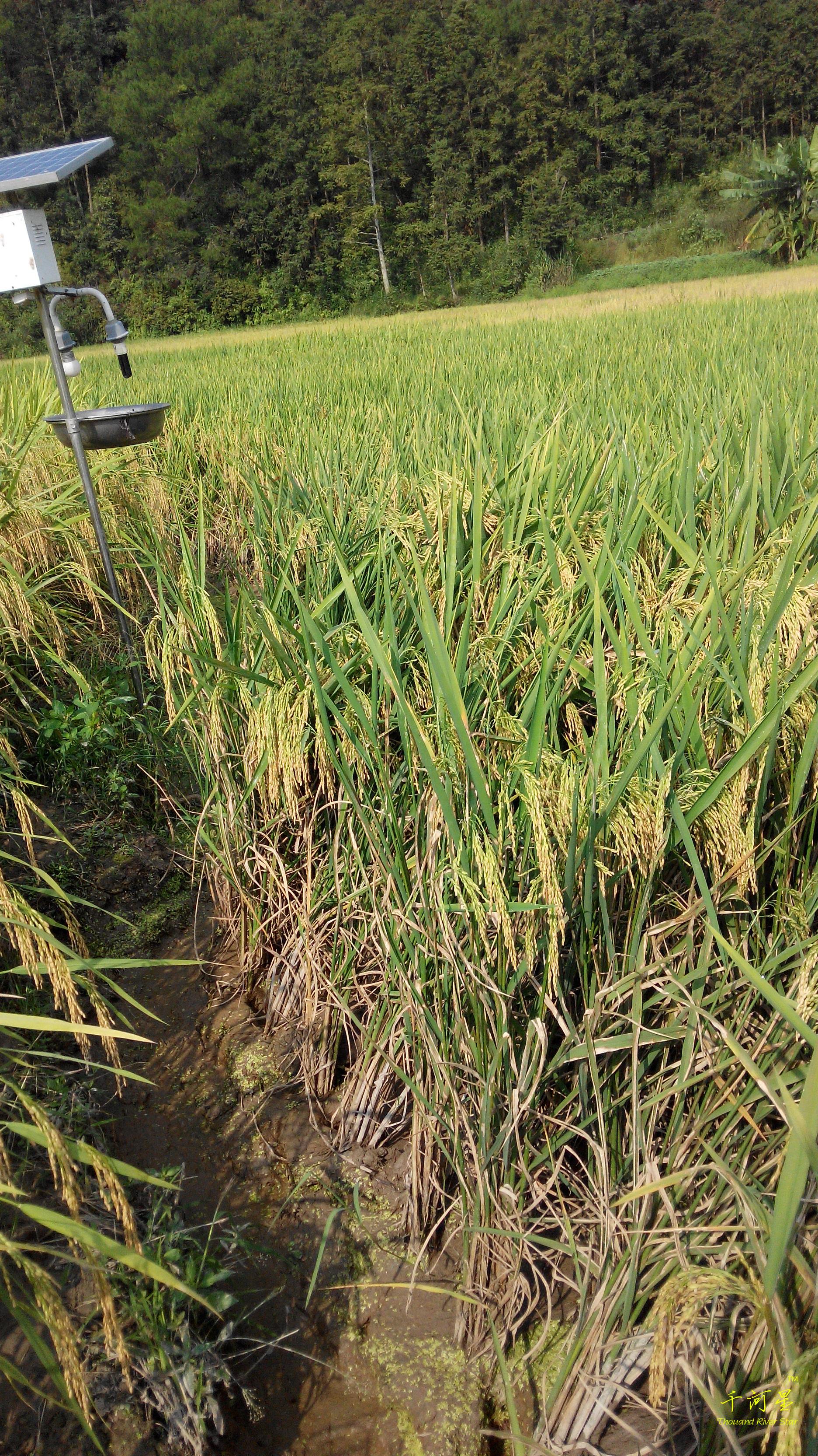 super rice hybrid conventional rice seeds high yield rice