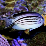 Рамак Маома Кэмилус Морская вода Рыба Император Фея Коралл Фиксированная вода Экспресс живет маленькая домашняя рыба