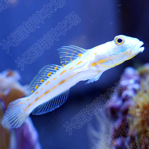 钻石哨兵 大嘴虾虎 四驱车 金头虾虎 海缸底栖翻砂清洁 快递包活 - 图0