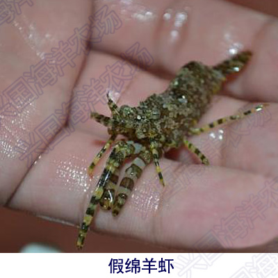 假绵羊虾 海水鱼活体 珊瑚鱼缸海缸除藻吃藻生物快递包活兴国海洋 - 图2