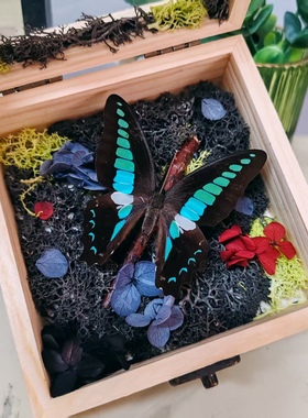 森林绿皇后绿带翠凤蝶真蝴蝶