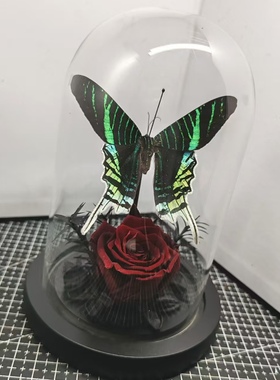 月亮蛾太阳蛾金燕蛾真蝴蝶标本艺术玻璃罩摆件手工生日收藏礼物